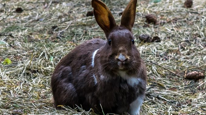 Canmore Bunny