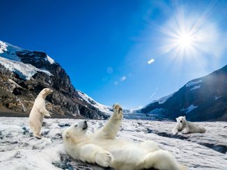 Columbia Icefields Polar Bears