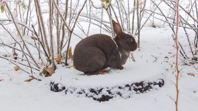 Canmore Bunny -BVN File Photo